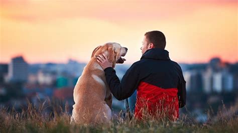 en perdos|Cómo los perros pueden comunicarse con las personas a.